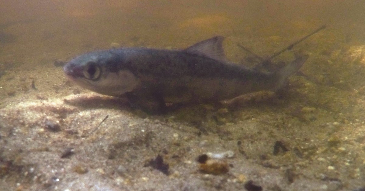 Salmon smolt