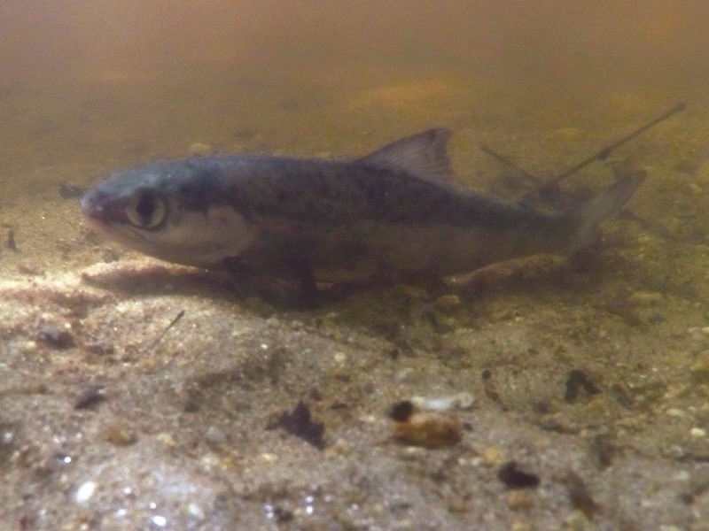 salmon smolt