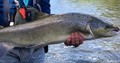 Usk salmon successfully returned (courtesy of Sarah Hodgkin)